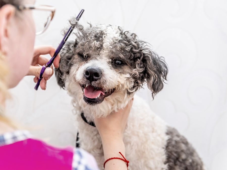 A dog being gently groomed at home by our groomer