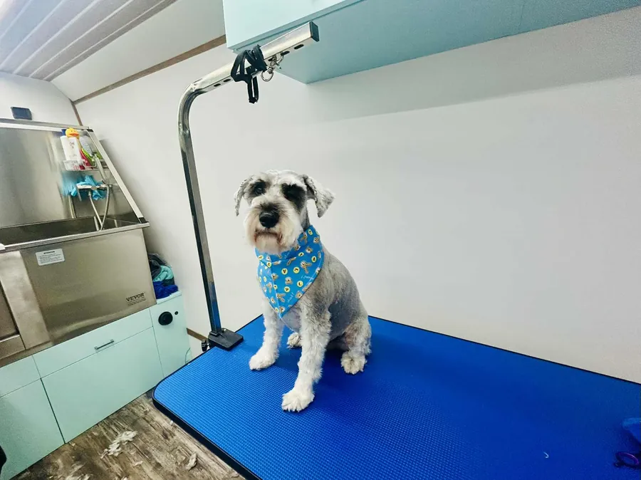 A freshly groomed dog on the Luna grooming table