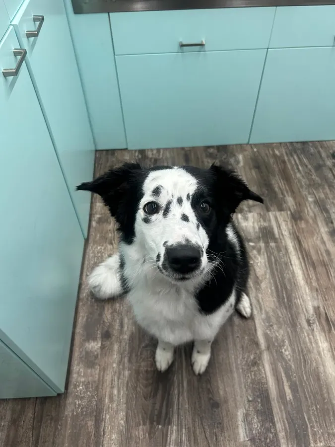 A freshly groomed dog at home