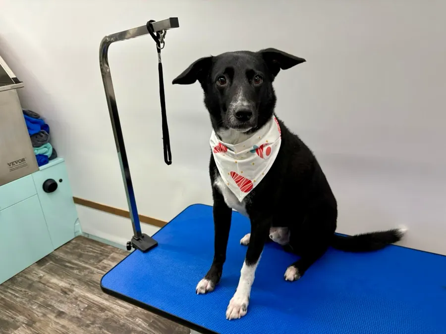 A happy dog with a bandana after its groom