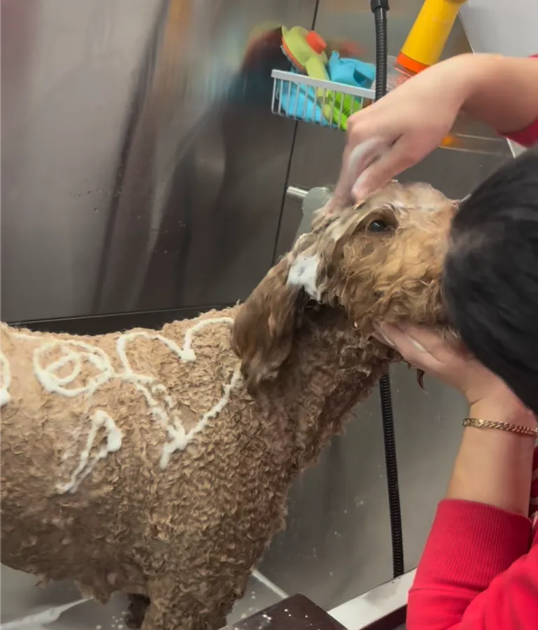 A dog being gently groomed in the van