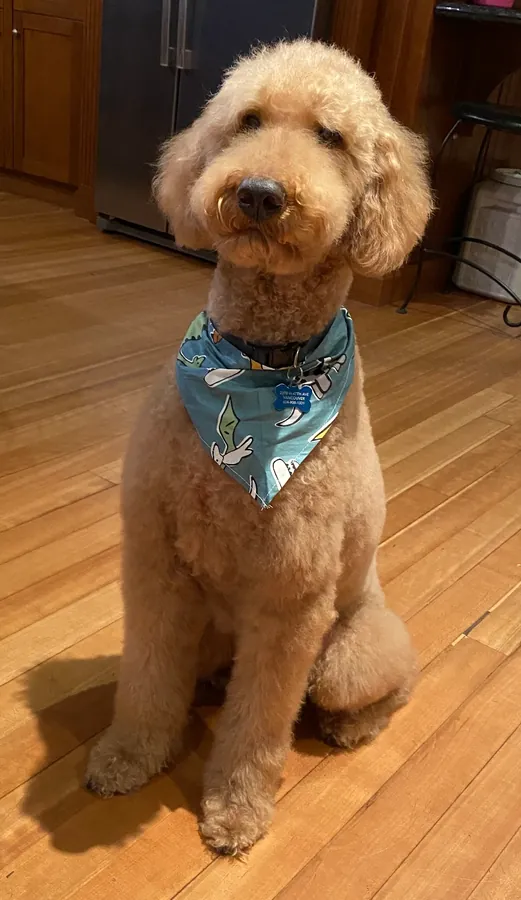 A freshly groomed doodle at home