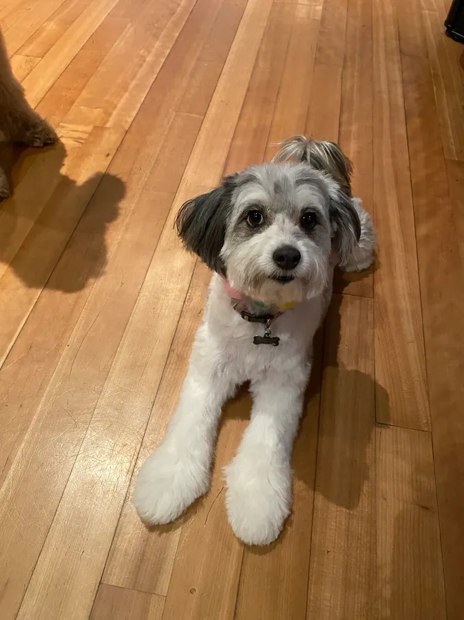 A fluffy dog looking its best after grooming