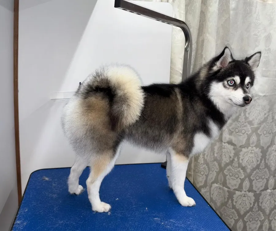A fluffy husky-type dog after grooming