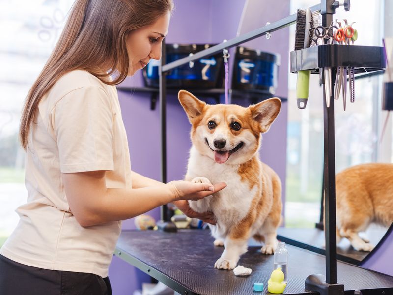 Groomer working with a happy dog on the grooming table