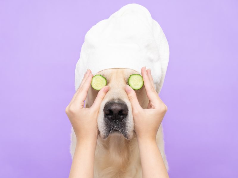 A relaxed dog enjoying a spa treatment