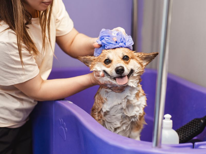 A dog being bathed in a spa tub