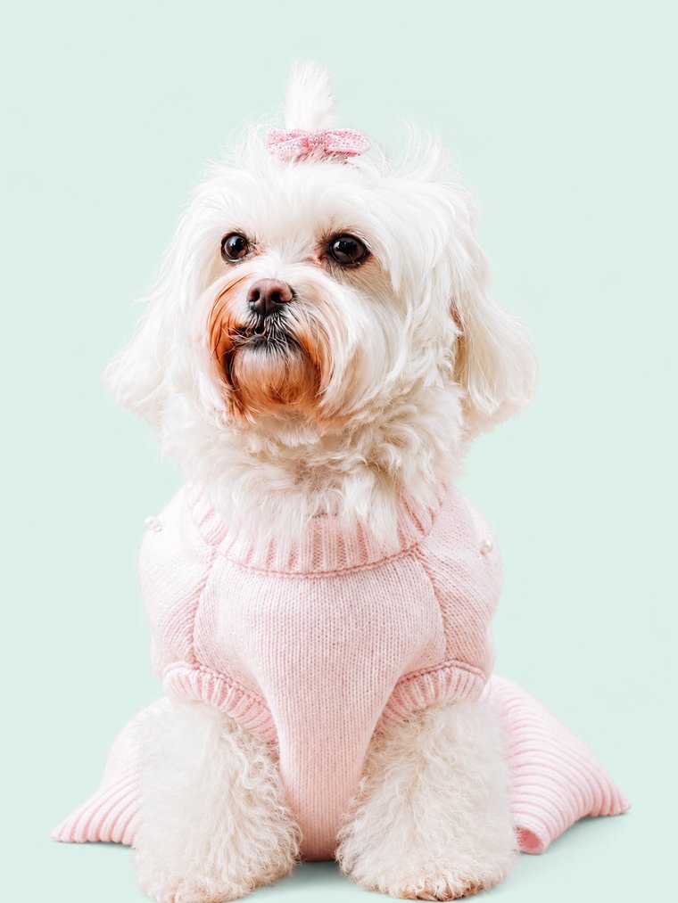 A freshly groomed, happy dog wrapped in a soft towel