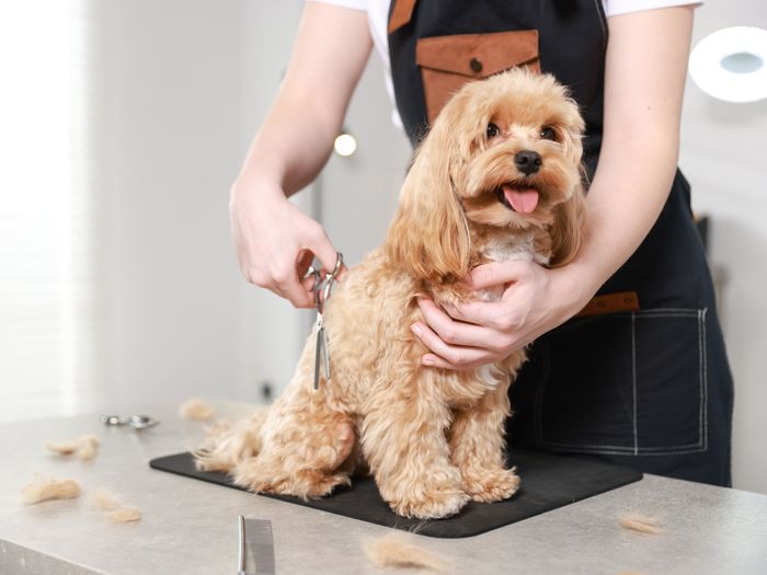 A fluffy dog getting a full haircut and style