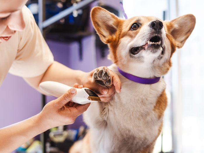 A dog having its nails gently trimmed